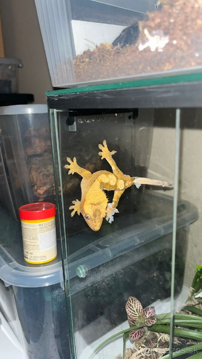 Gecko,pavuk,Had - 12