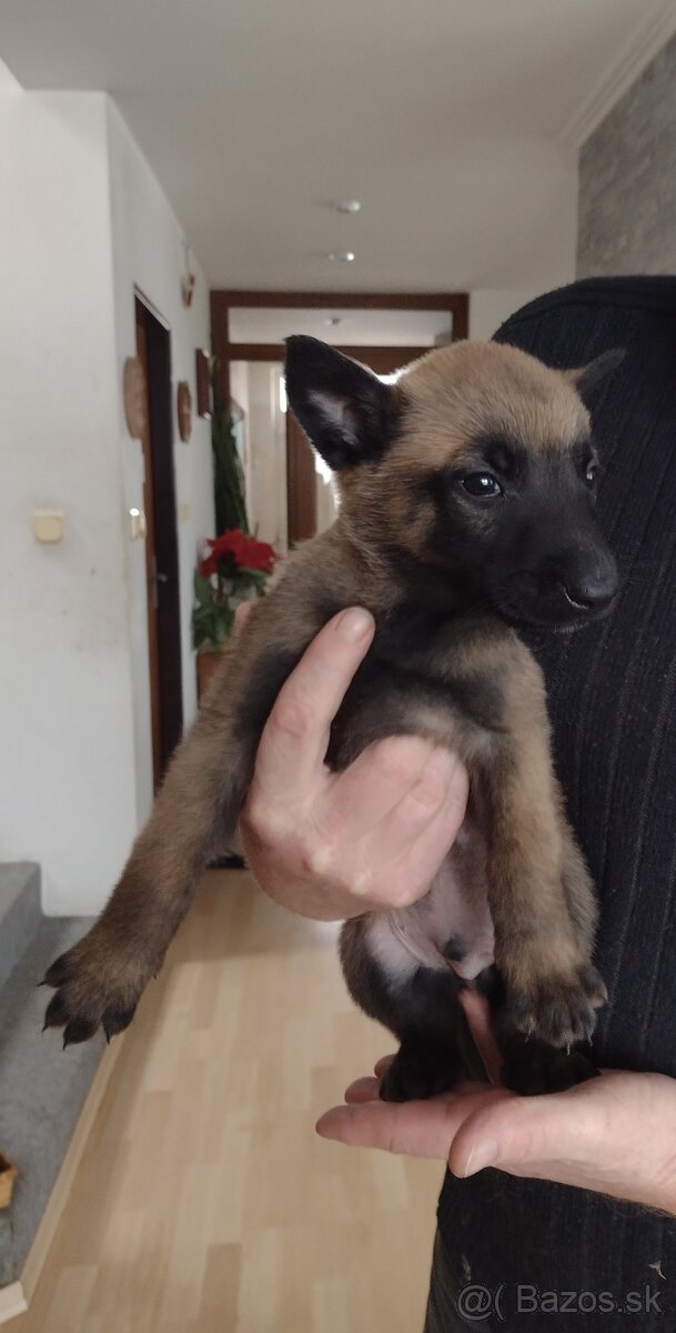 Belgický ovčiak šteniatka - 12