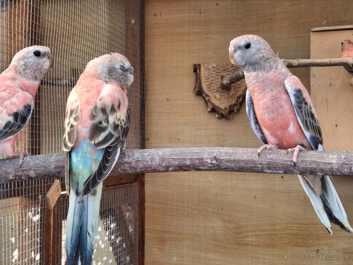 Neofema bourkova - 12