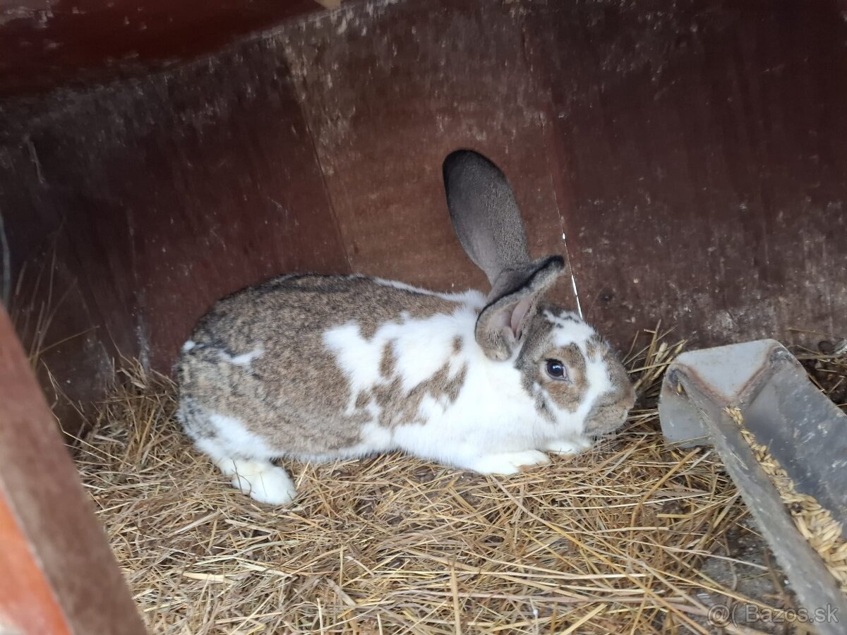 Zajace na predaj - 12