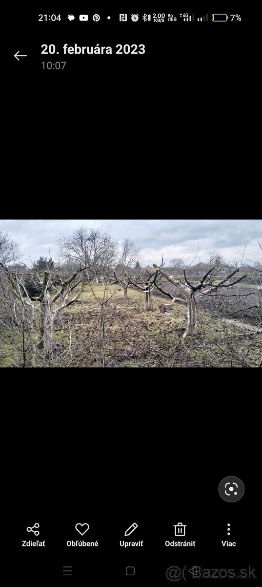 Strihanie ovocných stromov - 12