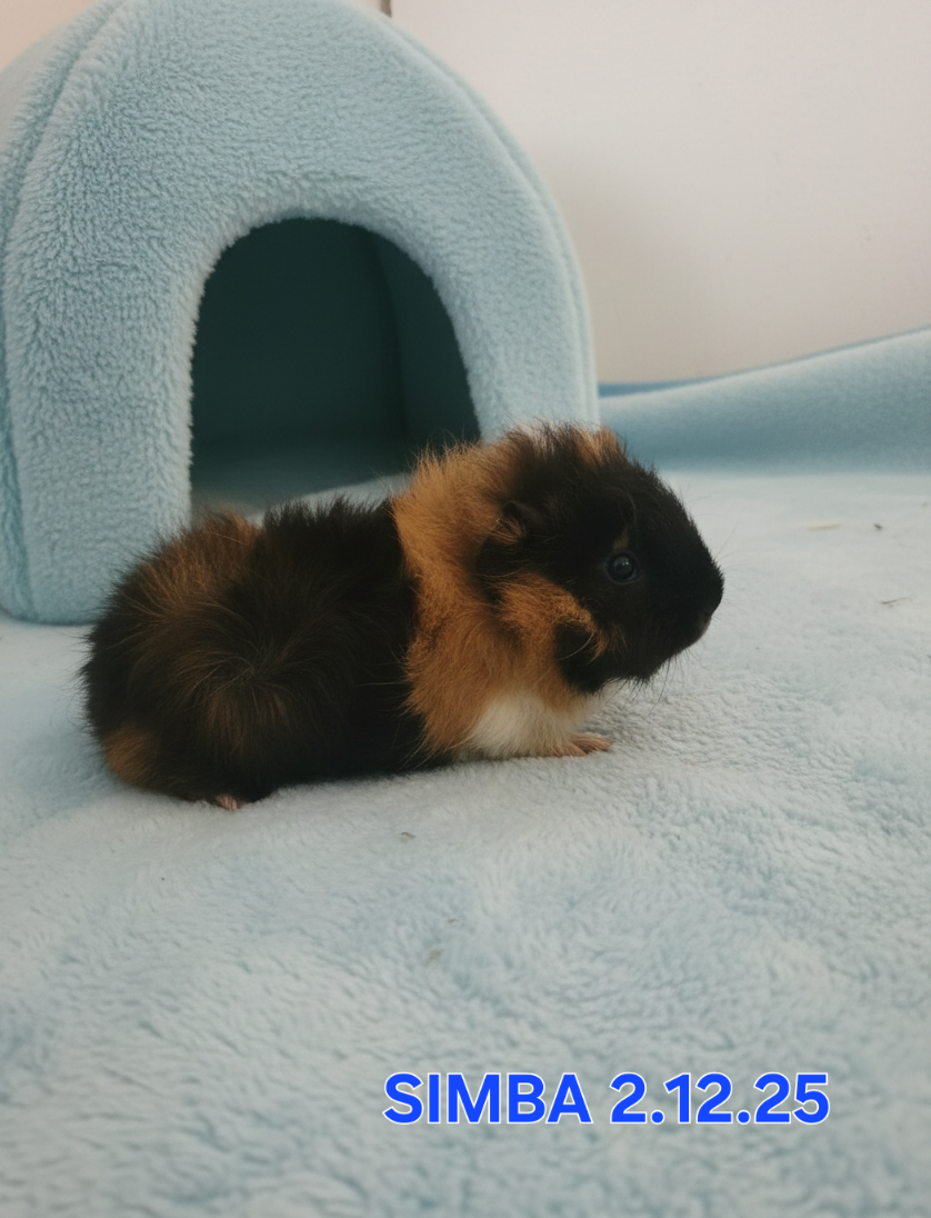 Morske prasiatka - 12