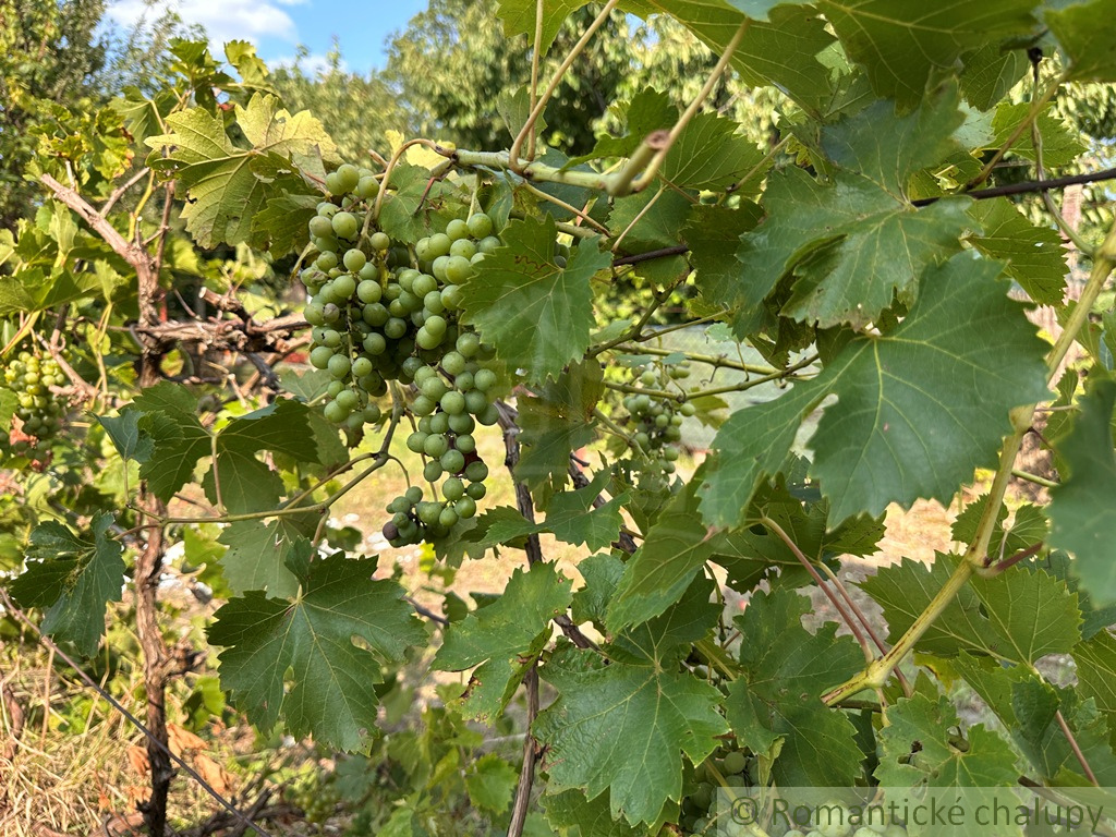 Na predaj záhradná chatka neďaleko rybníka – Nové Zámky, č - 12