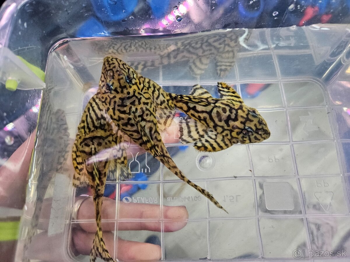 L 236 Super Yellow - chovné páry - 12