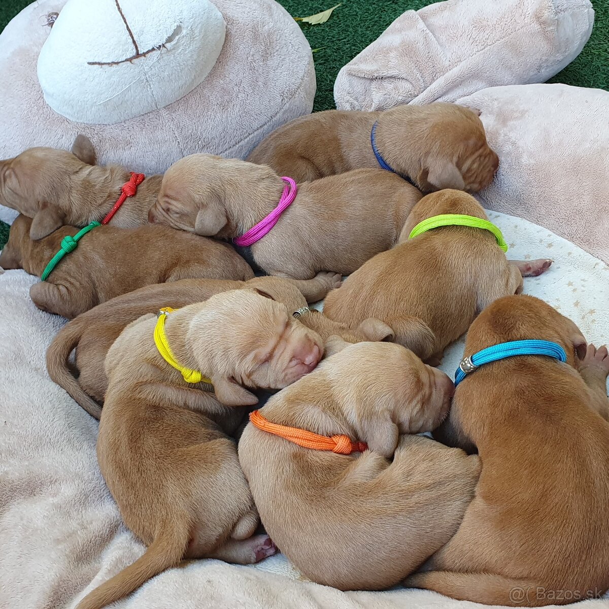 Maďarská vyžla s PP - 12