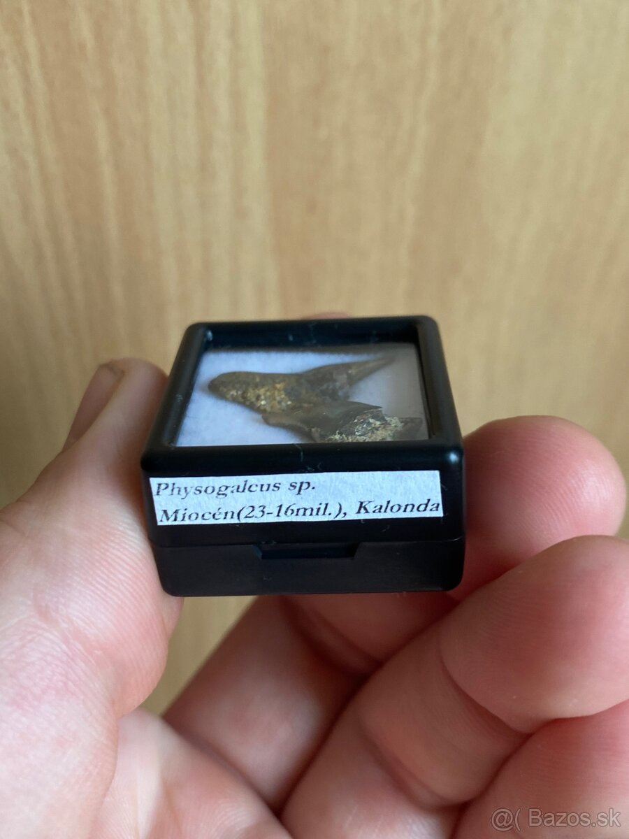 Fosílie žraločích zubov zo Slovenska - 12