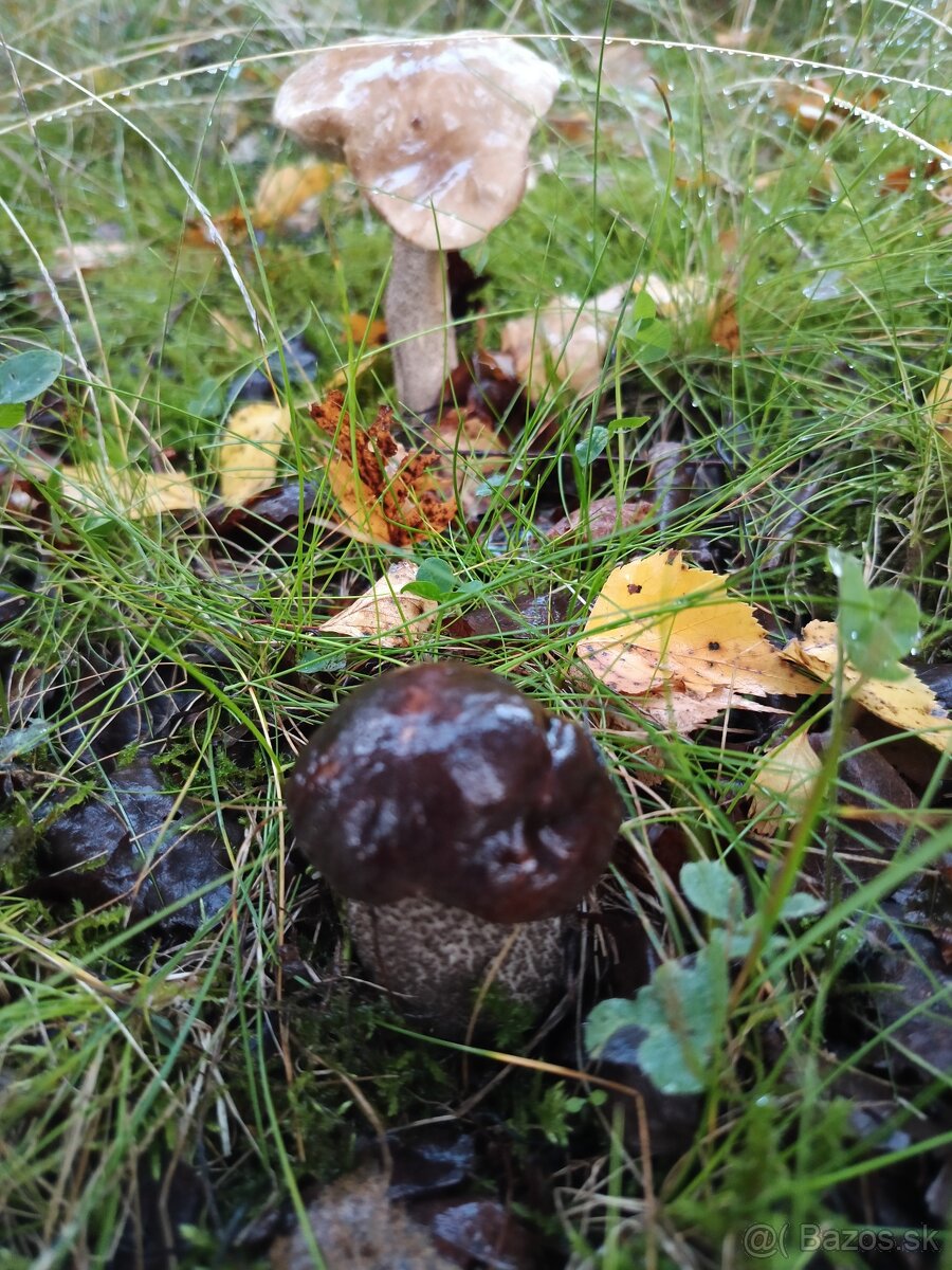 Predám sušené huby - 12