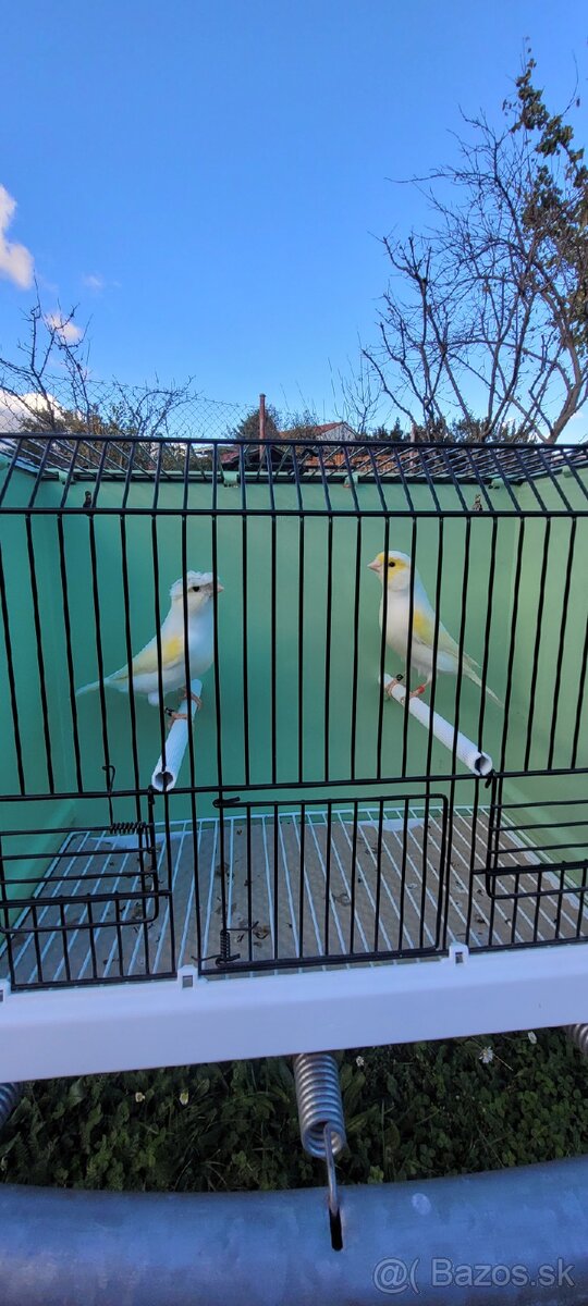 Kanáre kanáriky - 12