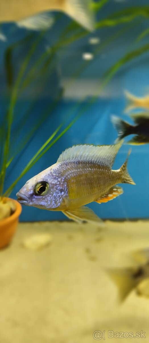 Africké Malawi cichlidy - 12