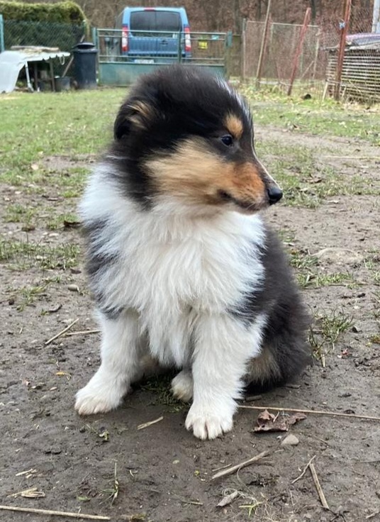 Kolia dlhosrstá - 12