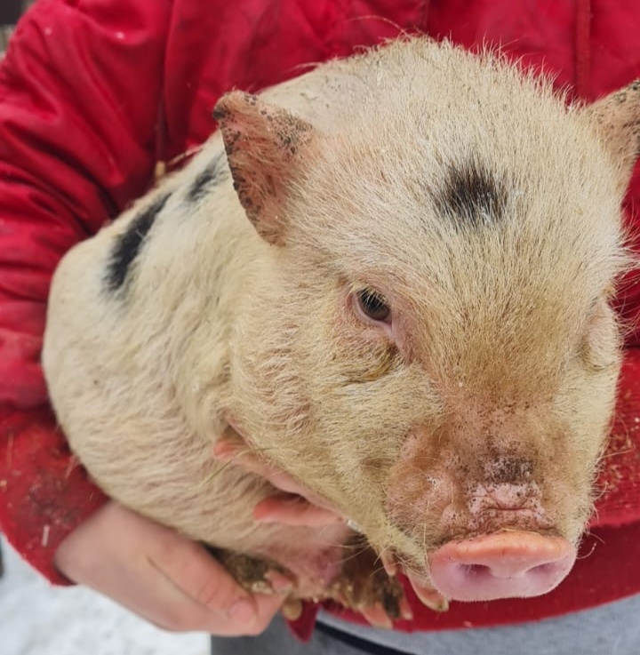 Gottingenské miniprasiatka - 12