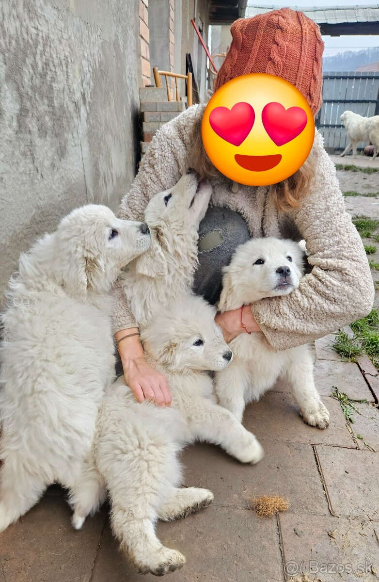 Slovenský čuvač - šteniatka - 12