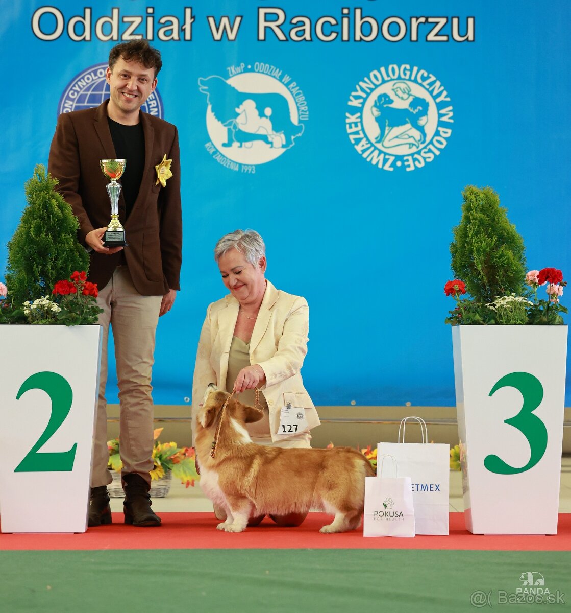 Welsh Corgi Pembroke - 12