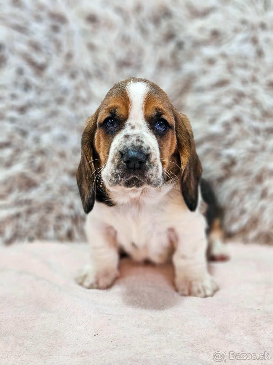 Basset hound , basset , baset - 12
