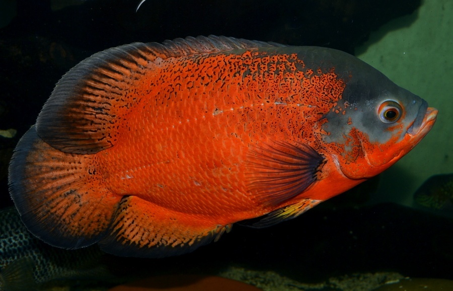 Americké cichlidy - 12