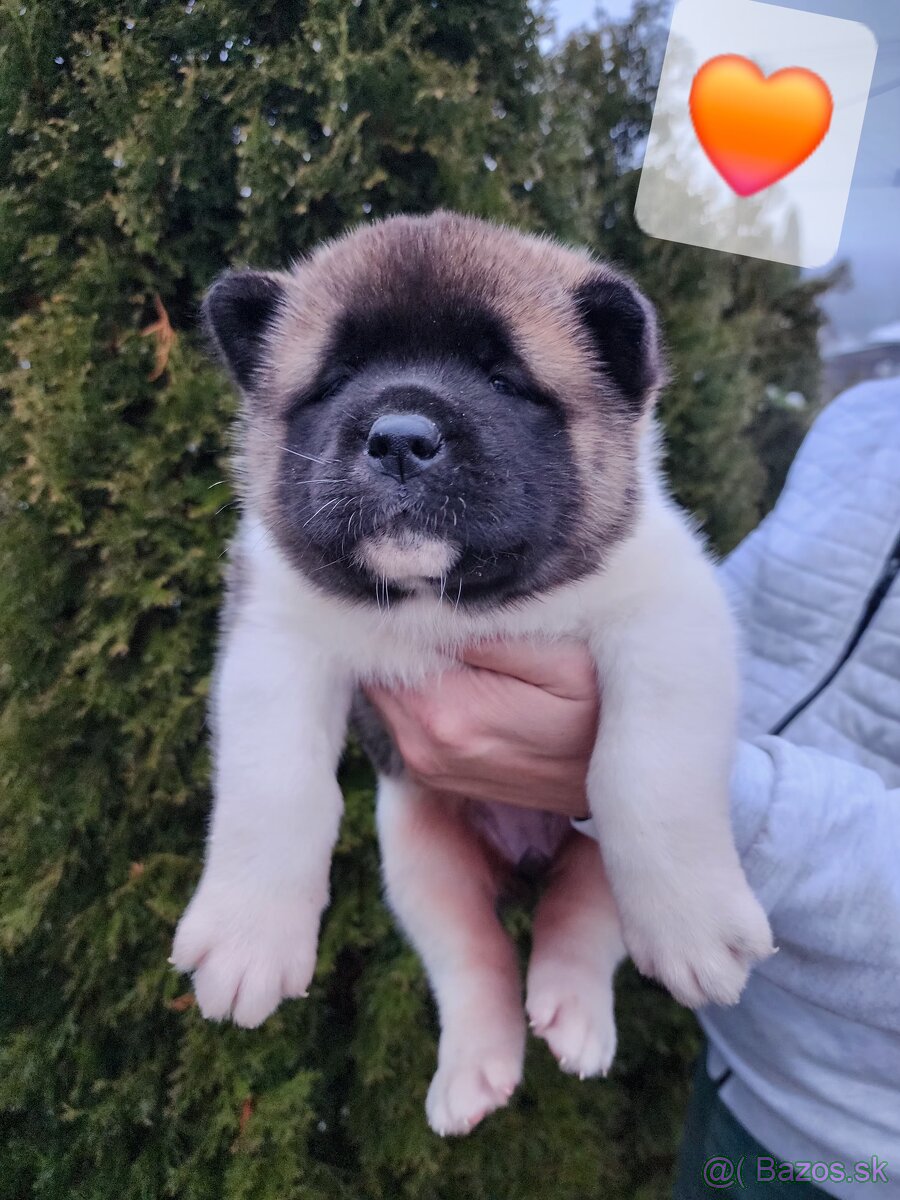 Americká akita s PP - 12