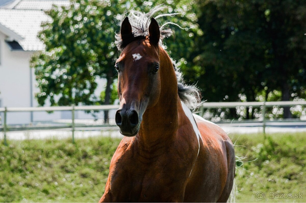Výnimočná kobylka na predaj - 12