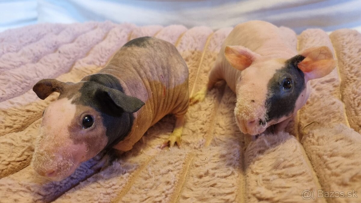 Skinny Morčatá - 12