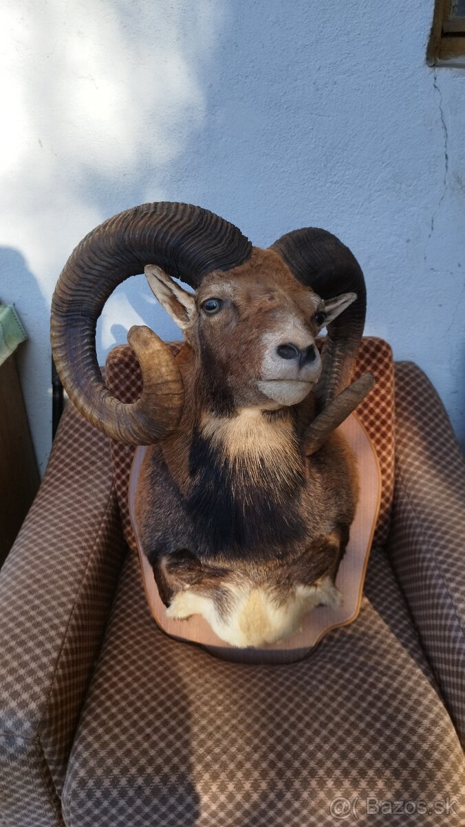 Predám preparát zlatého muflona. Parožie zhody trofeje. - 12