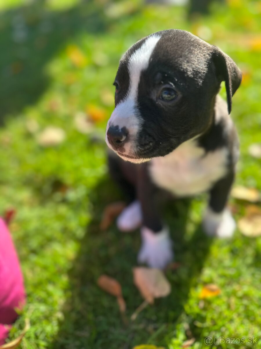 Šteniatka staforda - 12