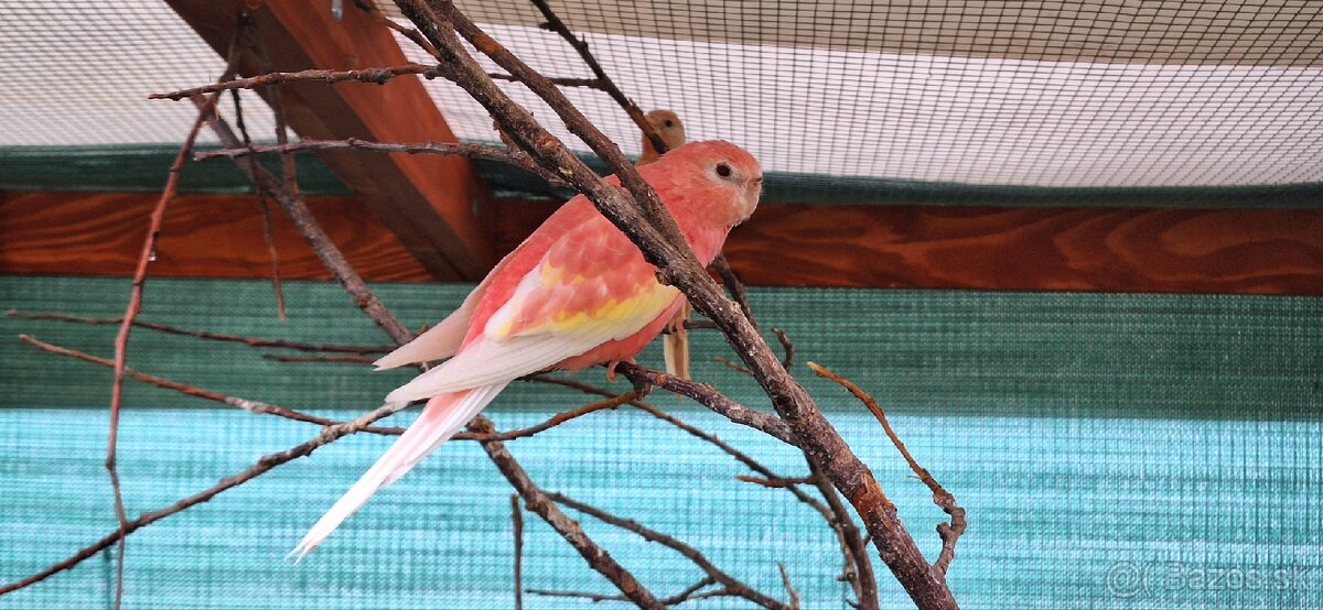 Neofema Bourkova Rubino - 12