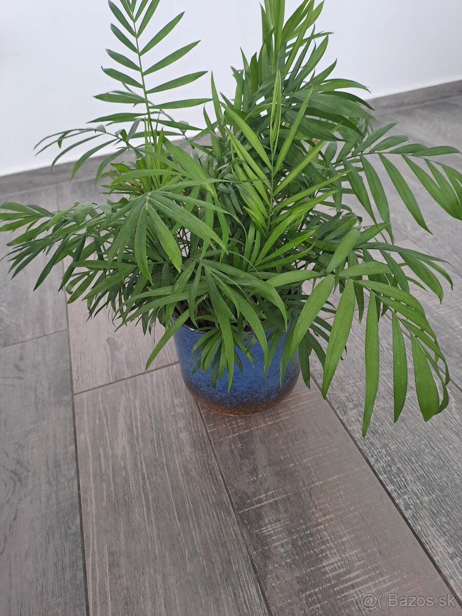 Izbové rastliny, sadeničky - 12