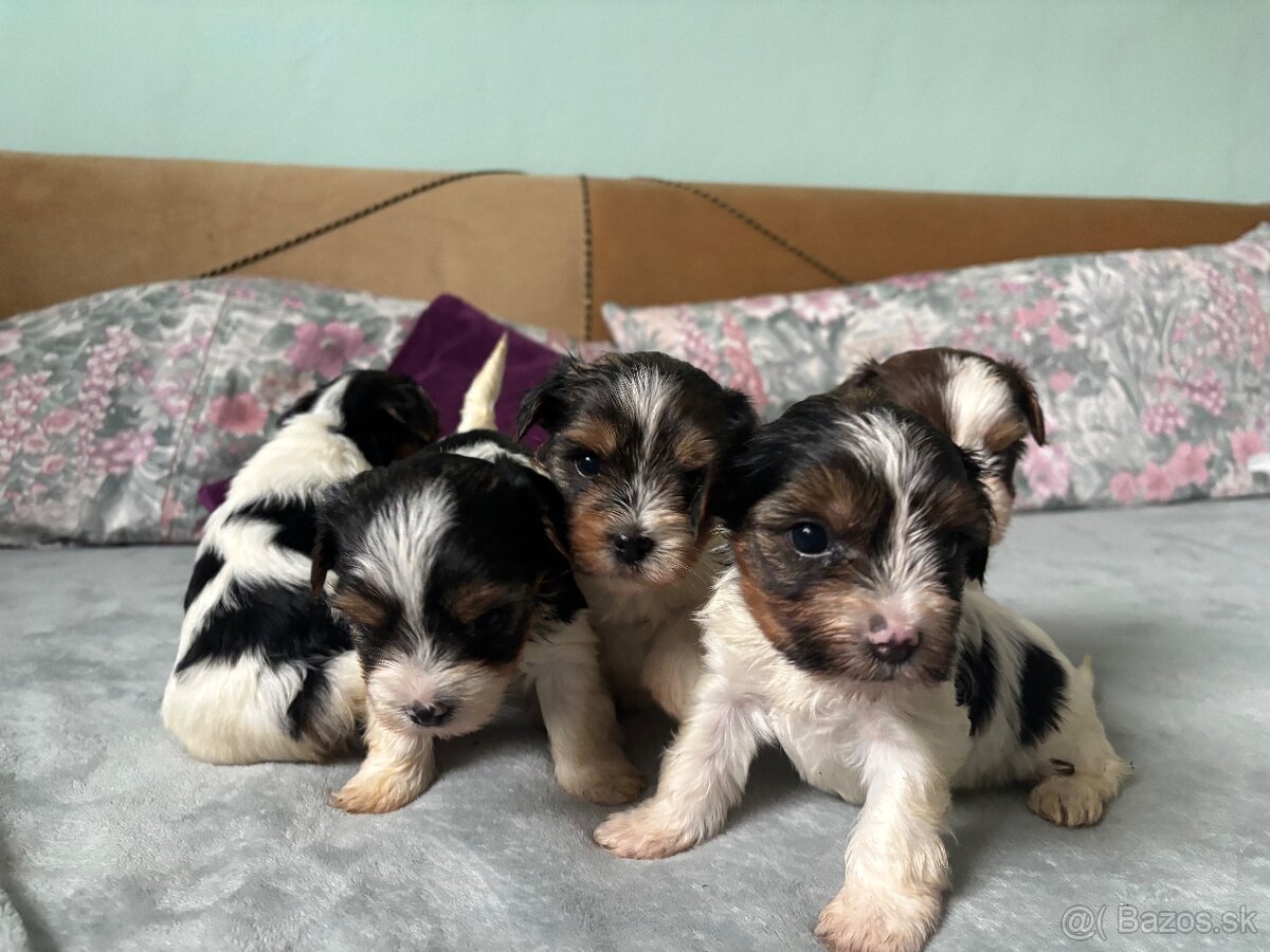 Biewer yorkshire terier - 12