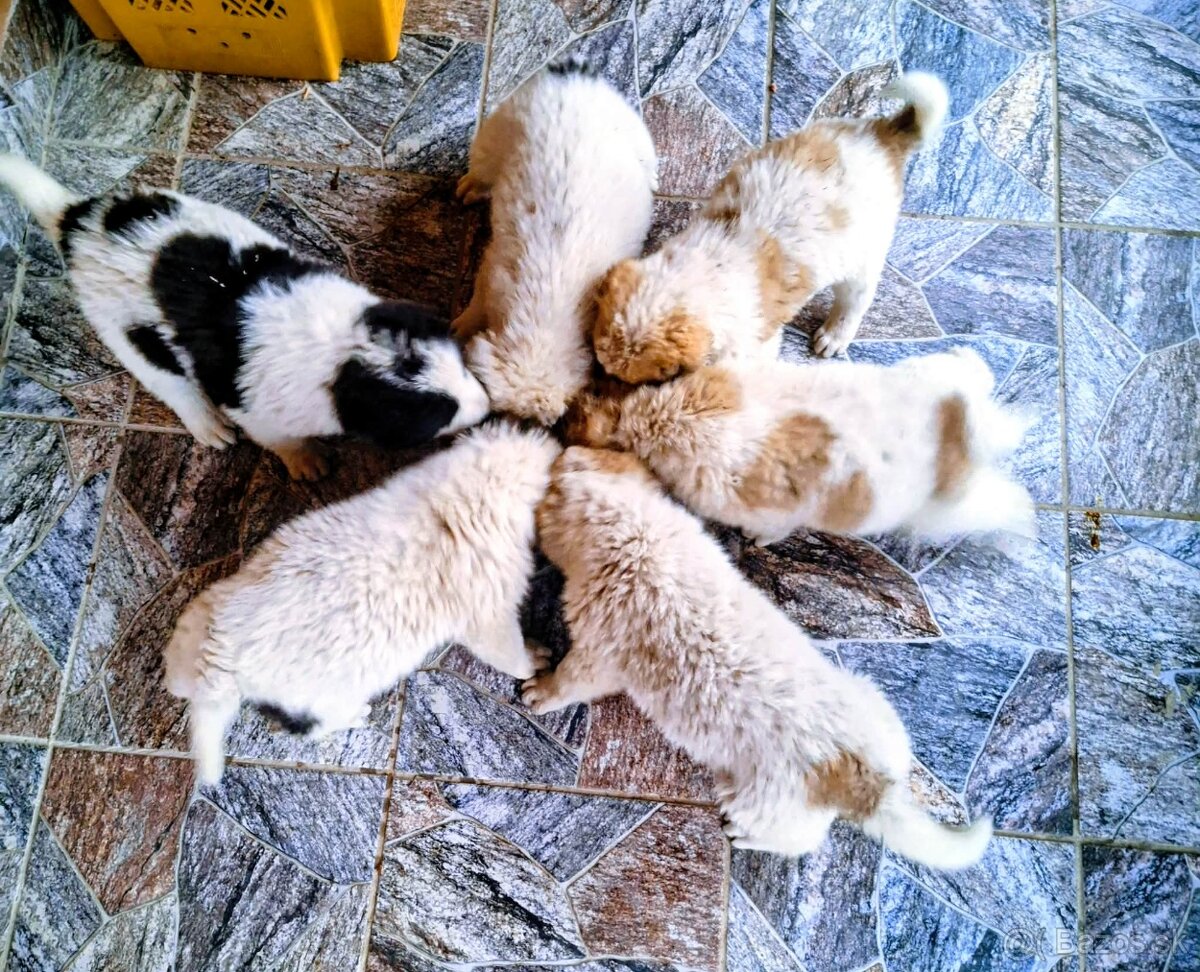 Stredoázijský ovčiak- šteniatká - 12