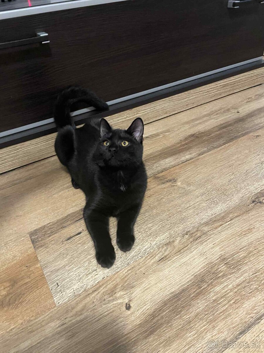 Darujem kocúrika - 12