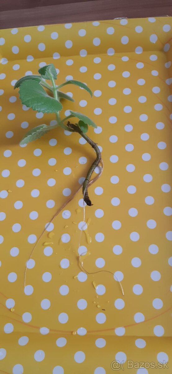 Zakorenené izbove rastliny - 12