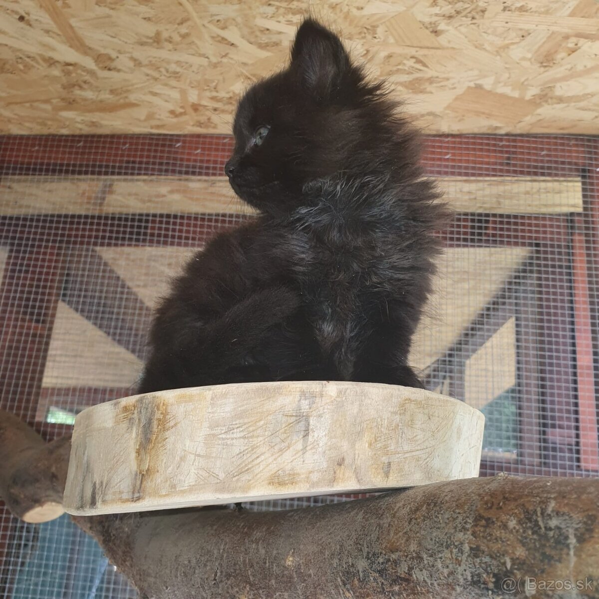 Ponukam maciatka - 12