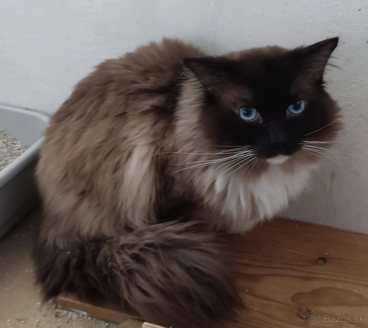 Mačiatka Ragdoll - 12