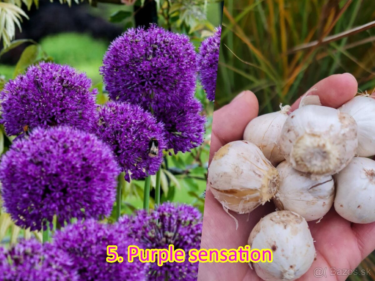 Okrasný cesnak 13 druhov od 0.15€ - 12