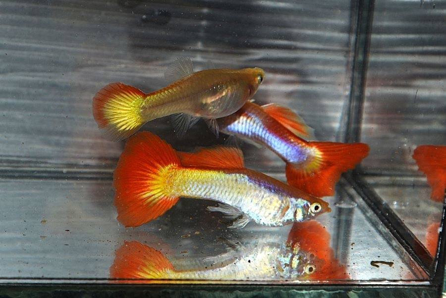 Spoločenské rybky - 12