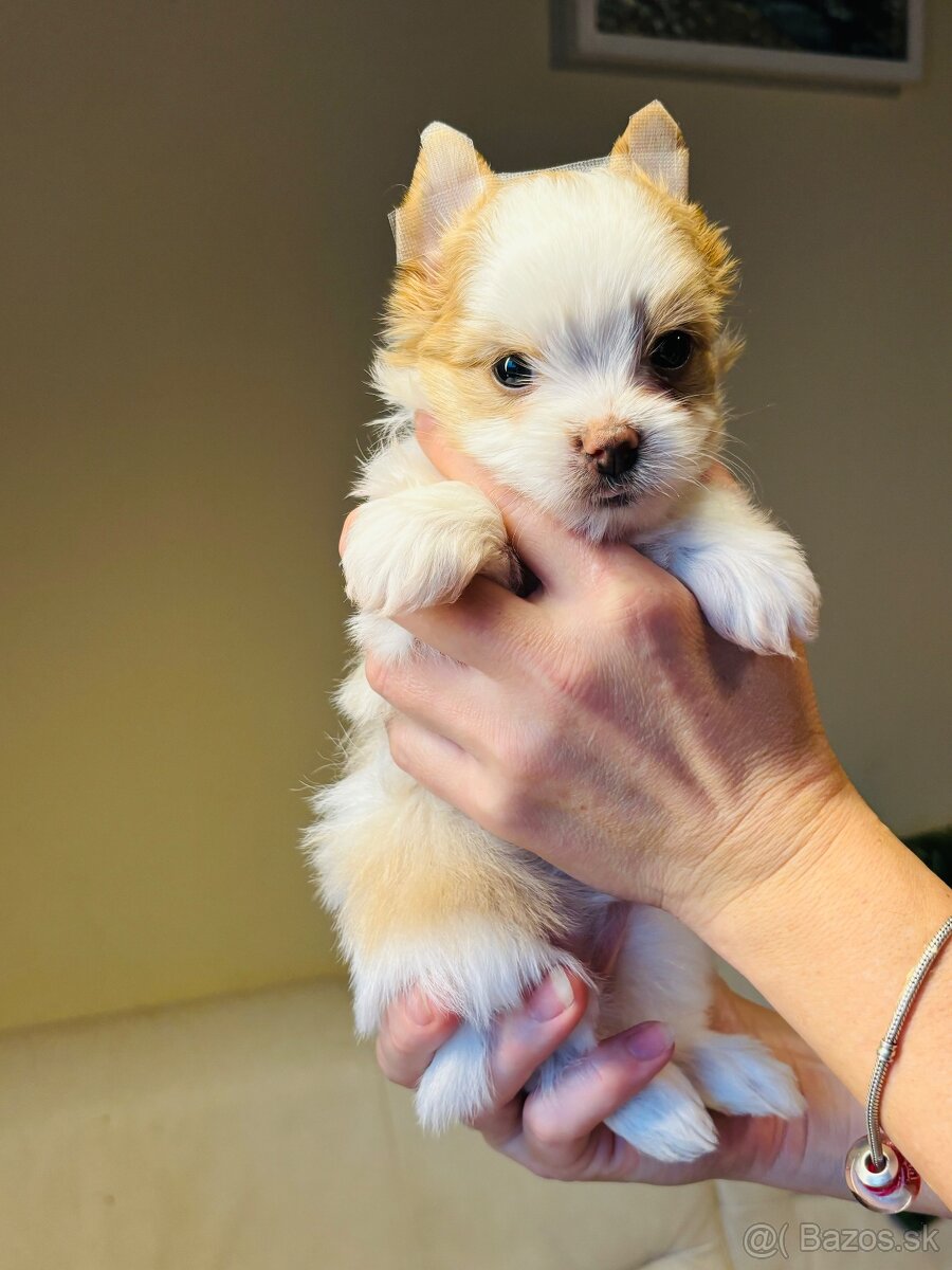 Golddust s PP, Yorkshire s PP, York - 12