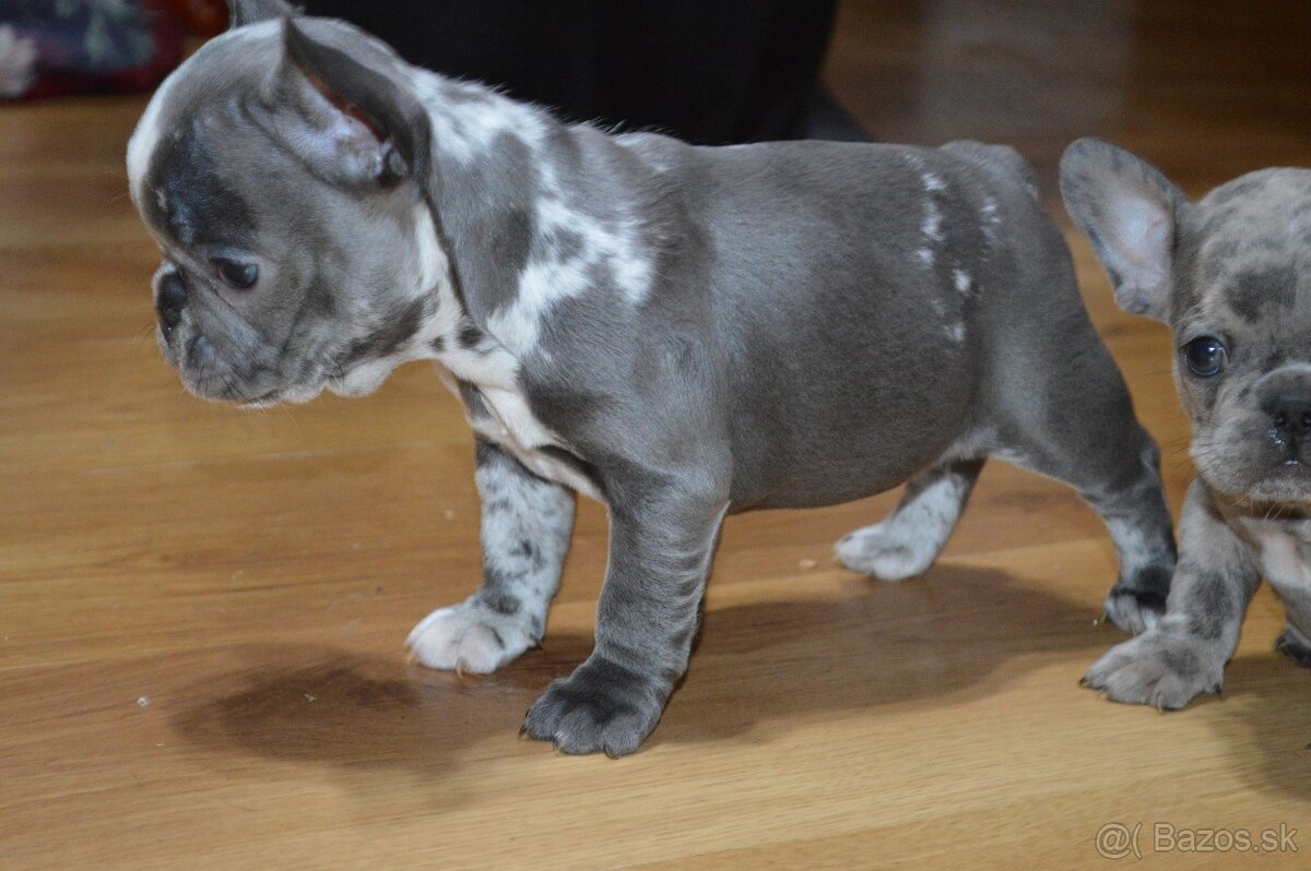 francuzsky buldocek - 12