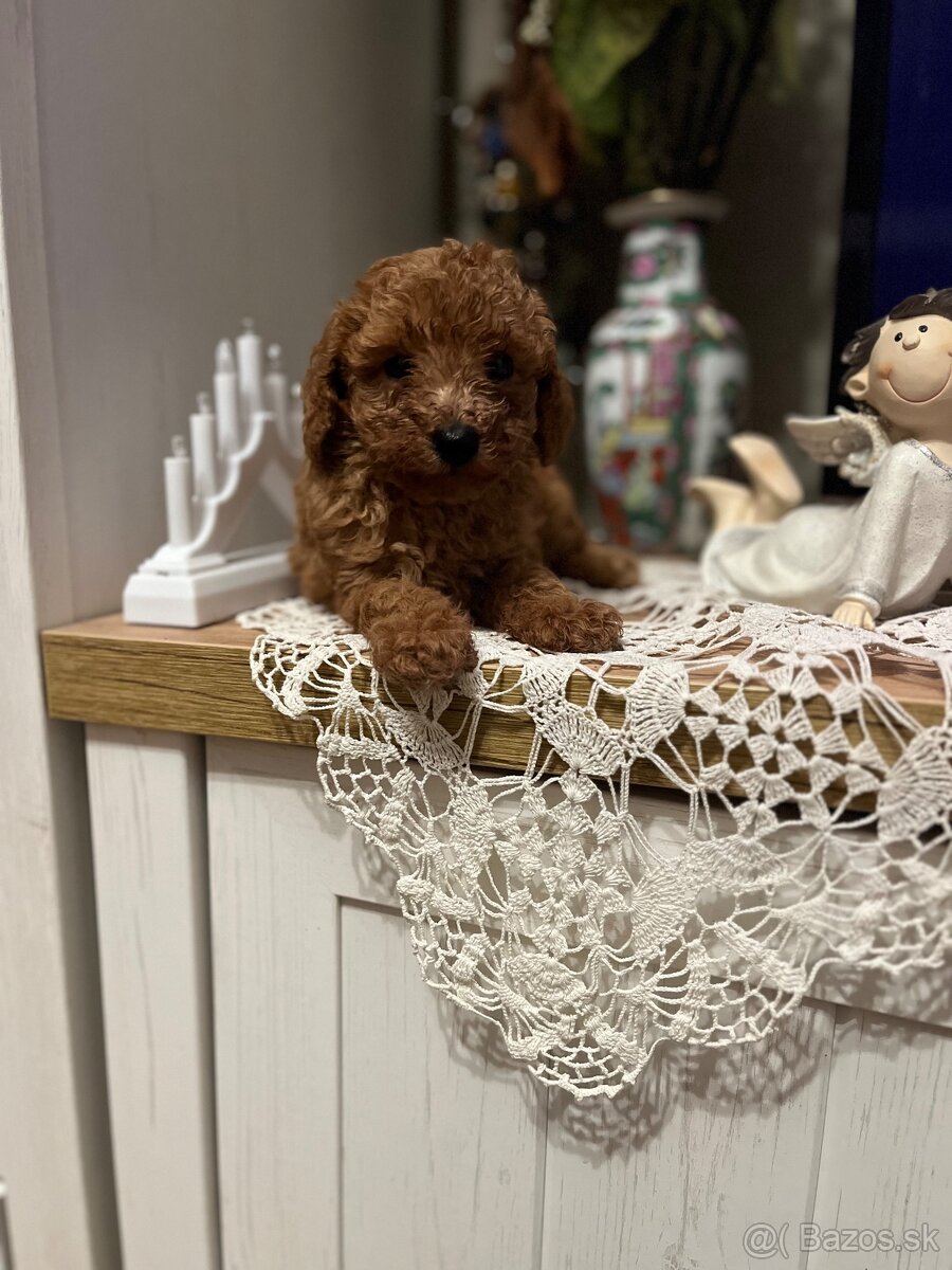 Pudel toy Red ultra mini - 12