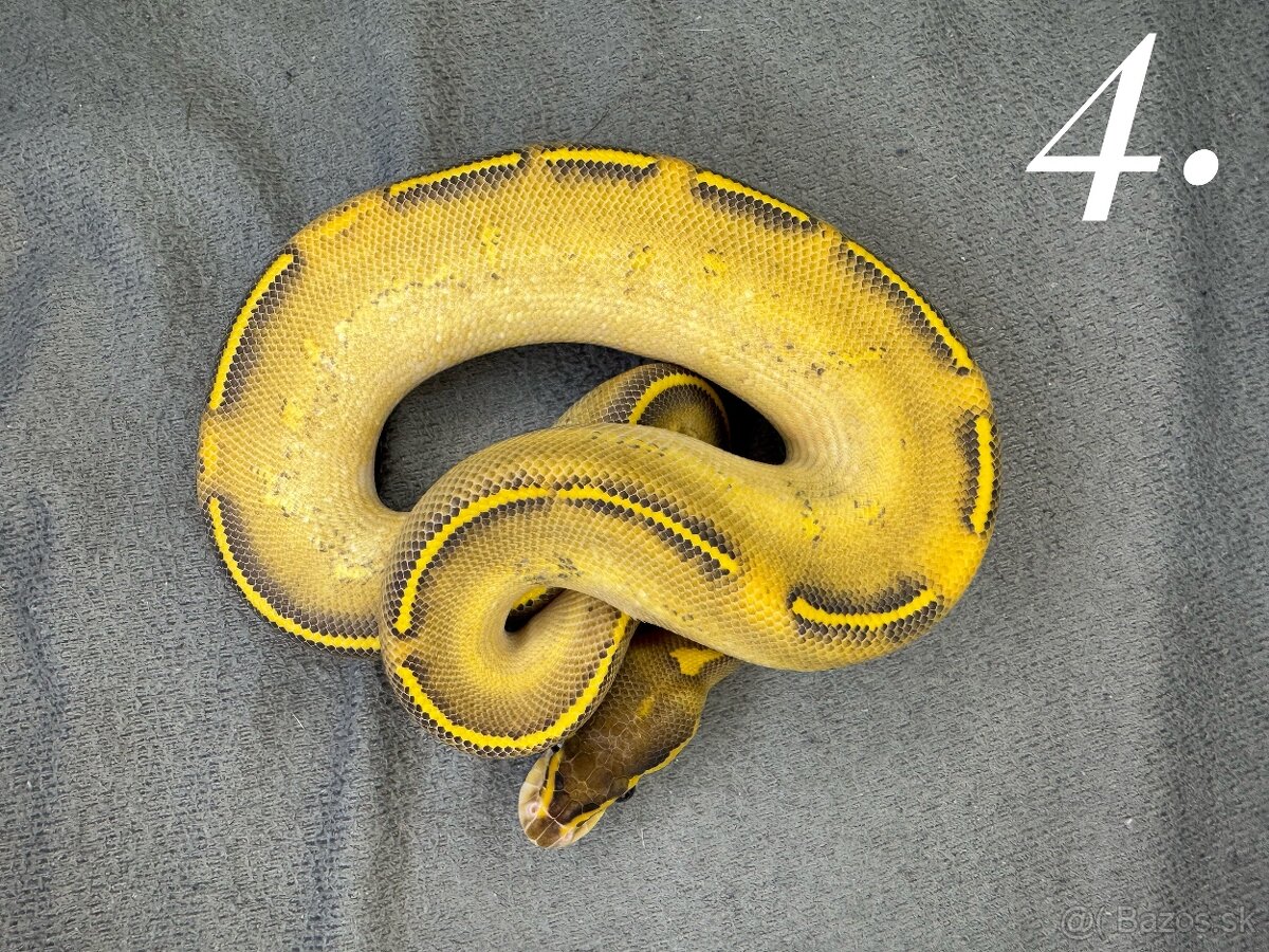 Predam krasne mladata P.Regius-vlastný odchov - 12