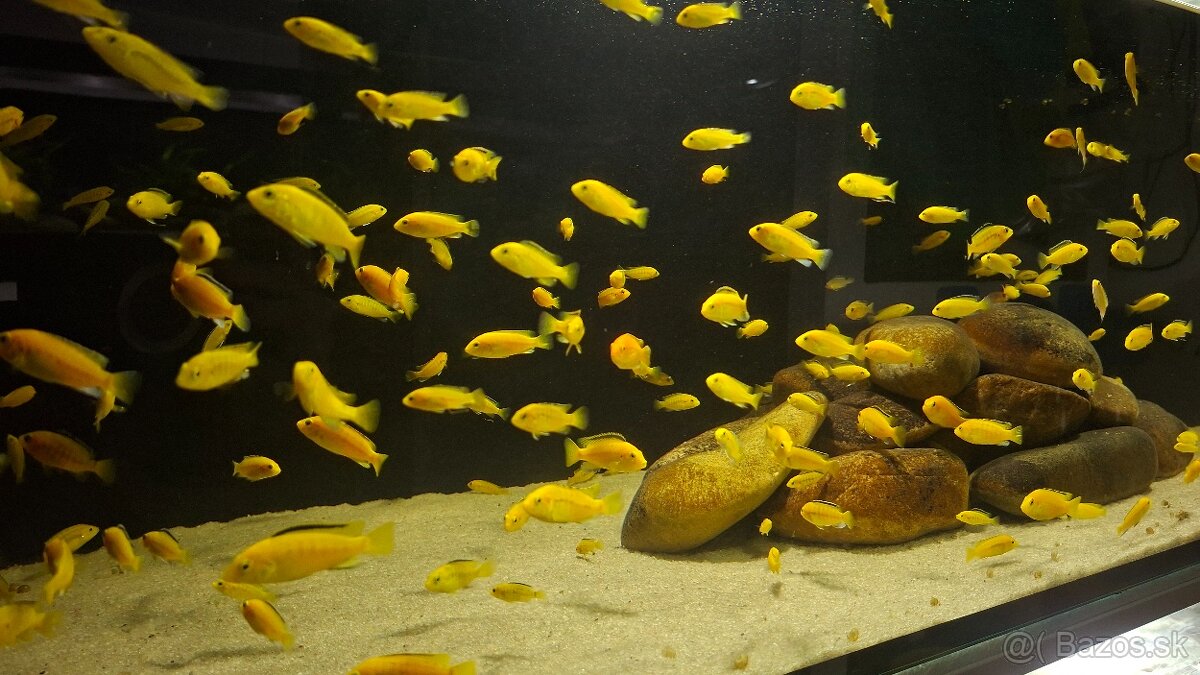 Africké cichlidy - 12