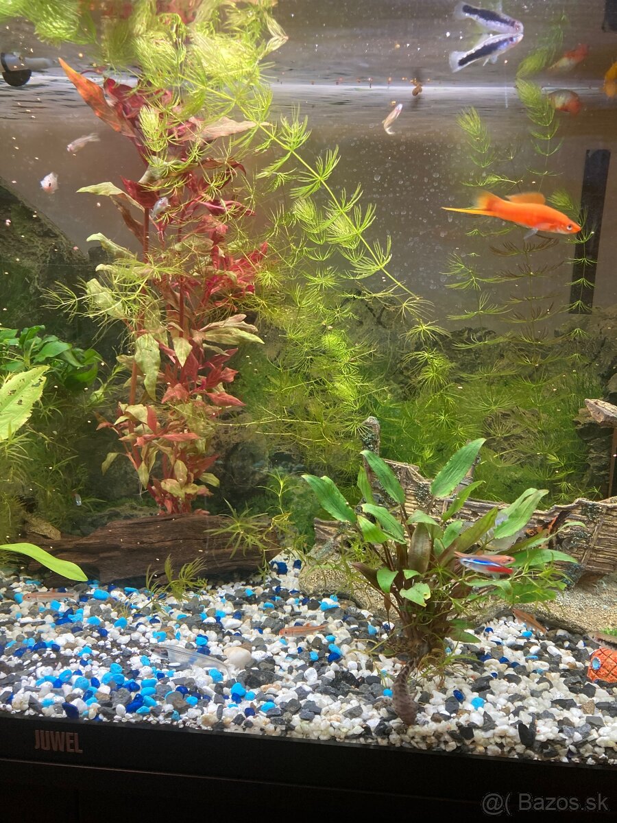 Akvarium, rybičky, rastlinky - 12