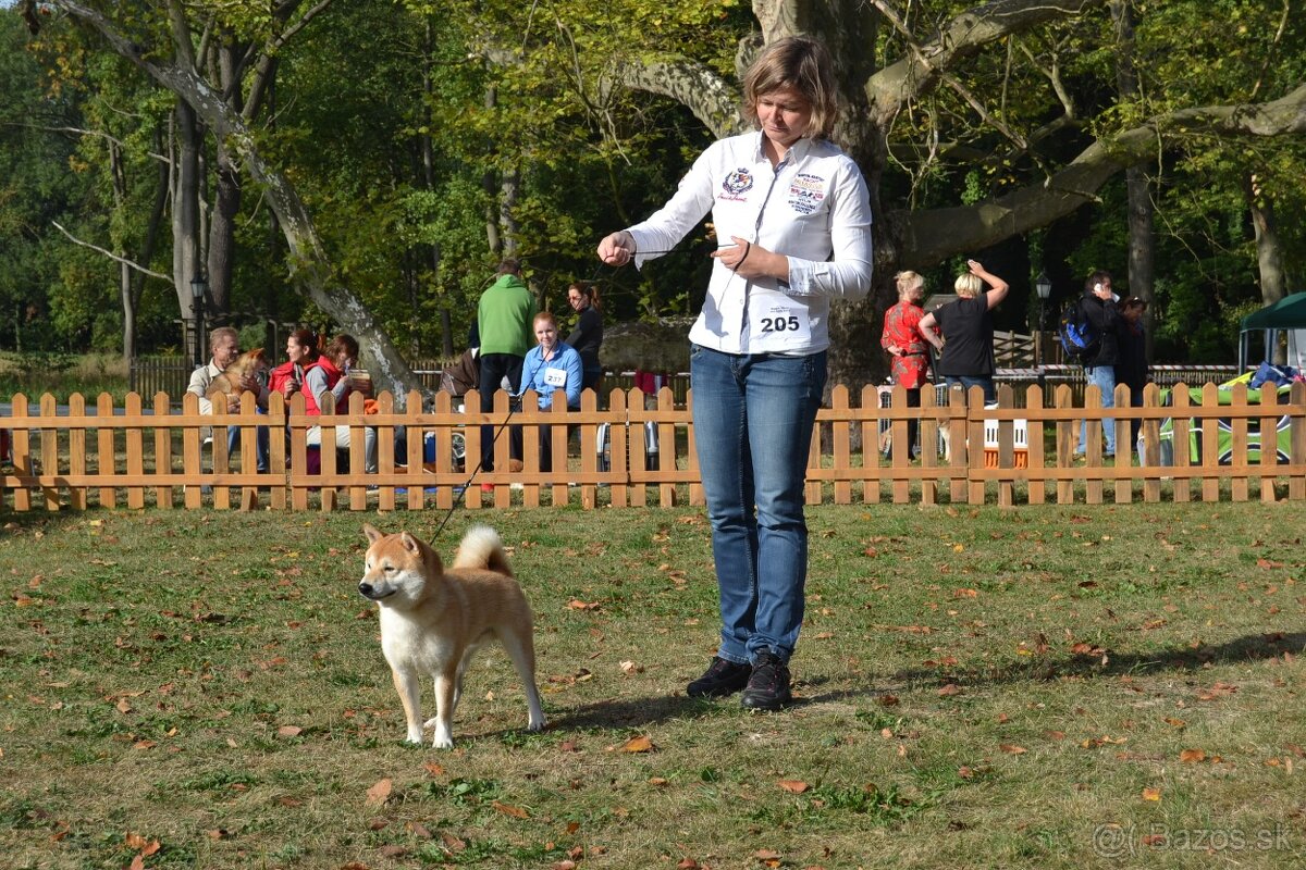 Shiba inu s PP /FCI / - 12