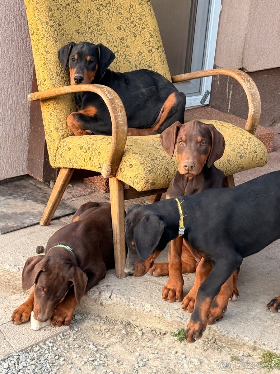 Doberman šteniatka - 12