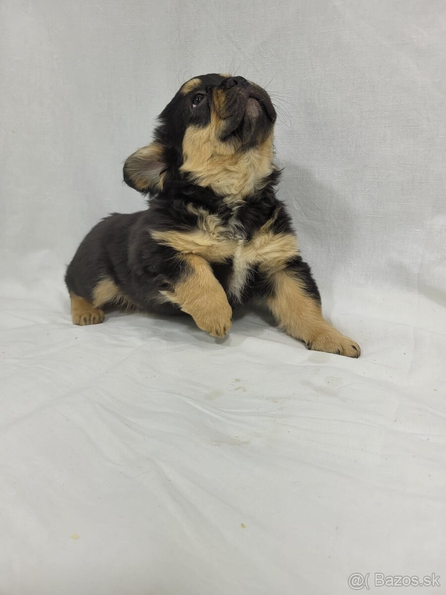 Francúzsky buldoček - 12