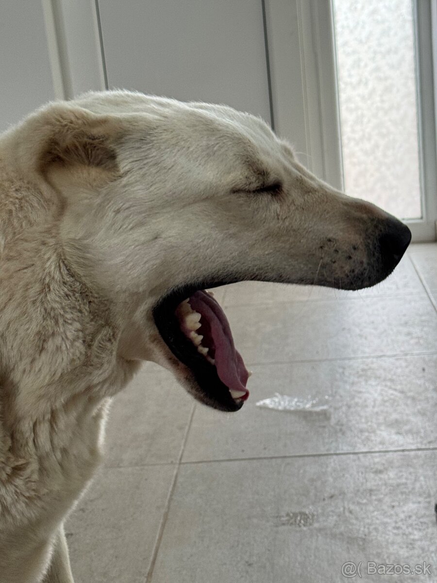 Stredoázijský ovčiak SAO - 12