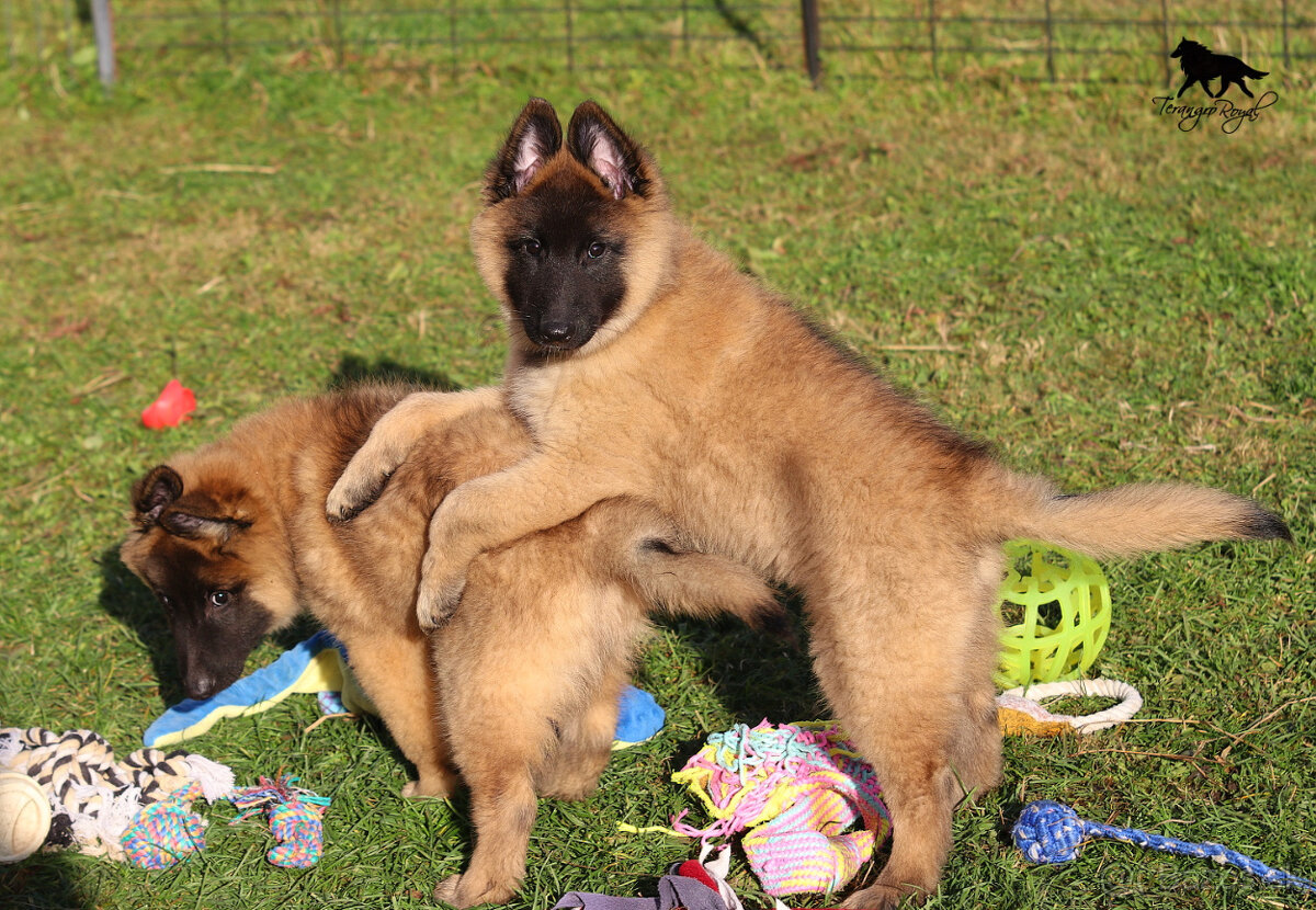Belgický ovčiak Tervueren - šteniatka s PP na odber - 12