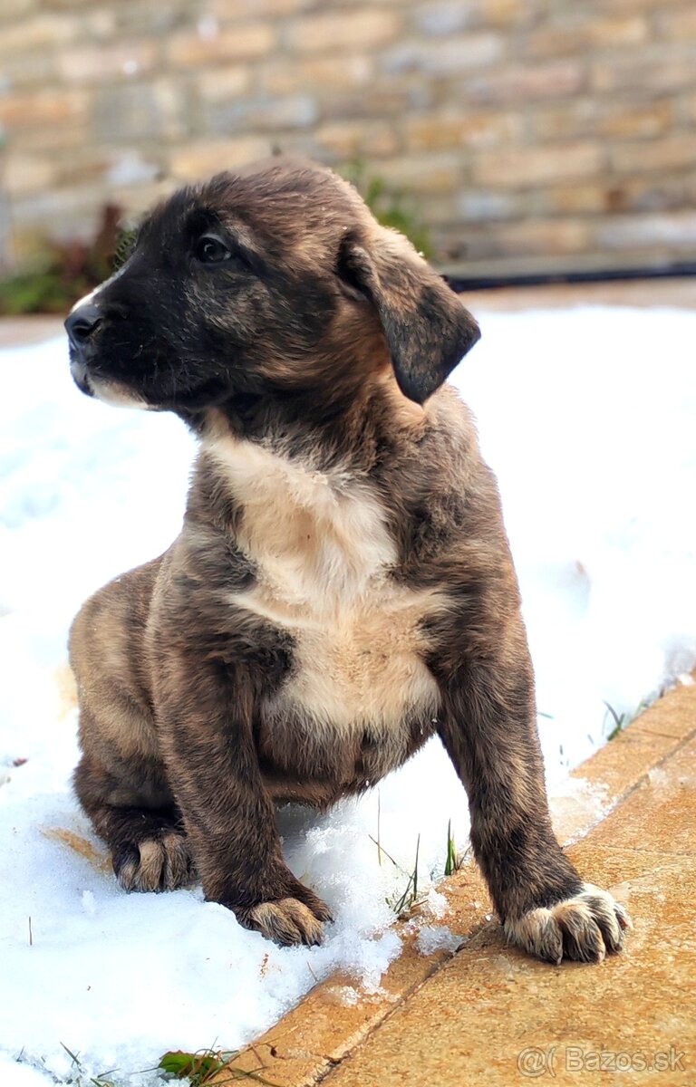 Stredoazijsky ovčiak - 12