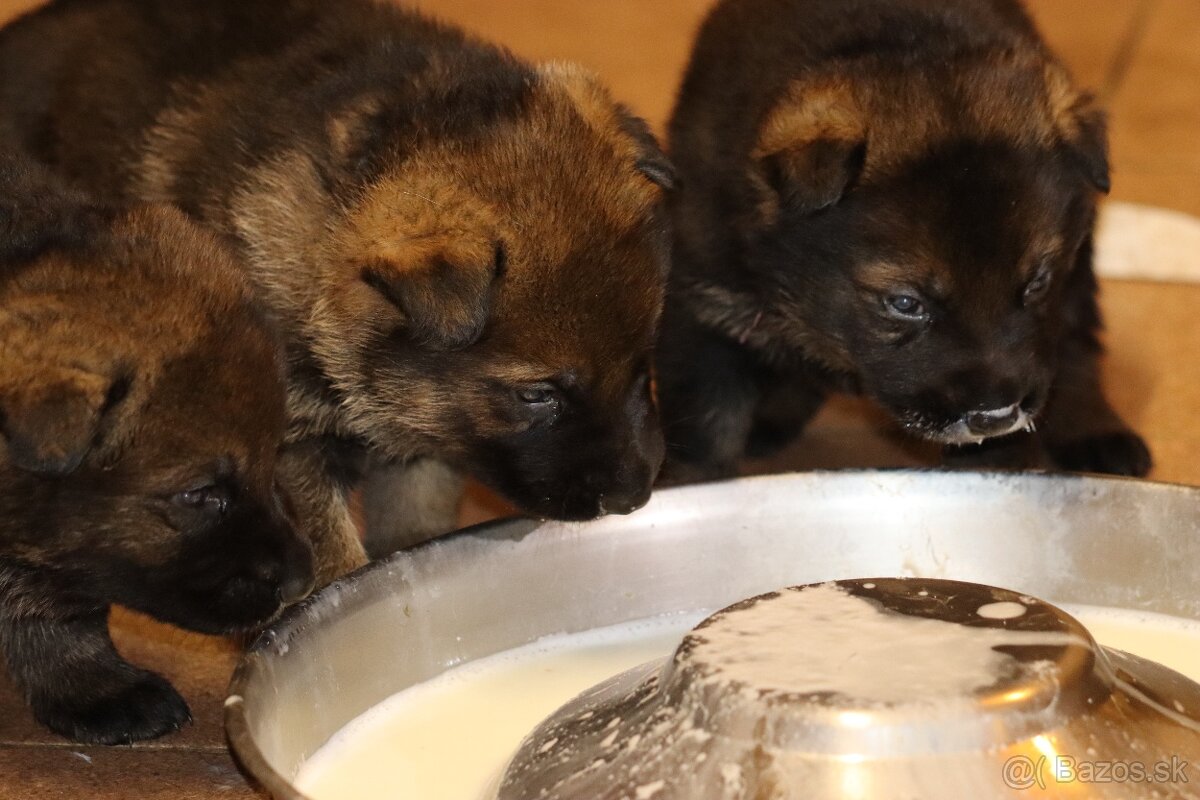 Německý ovčák s PP - 12