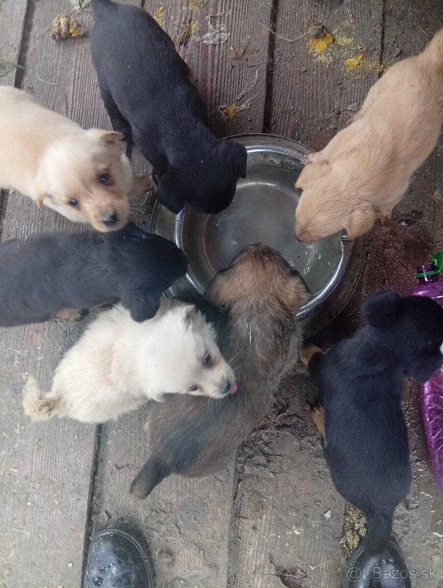 Predám 8-týždnové šteniatka 1 za 20€ - 12