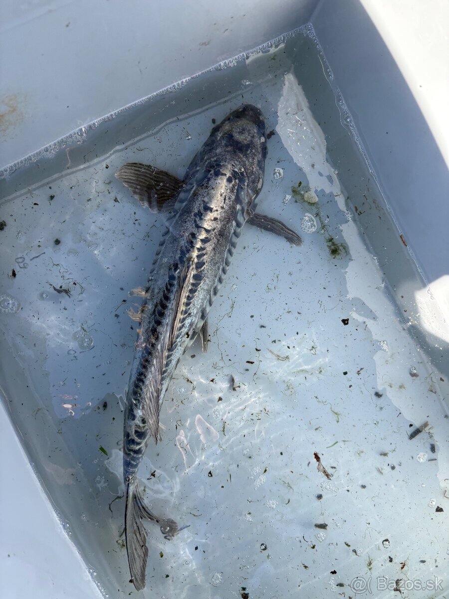 Japonské Koi kapre - 12