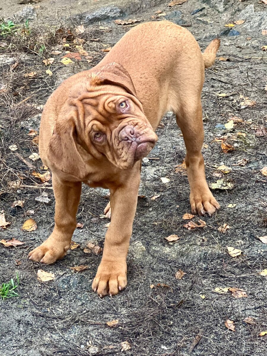 Dogue de Bordeaux s PP holčička Bordeauxská doga - 12